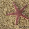 Astropecten cingulatus